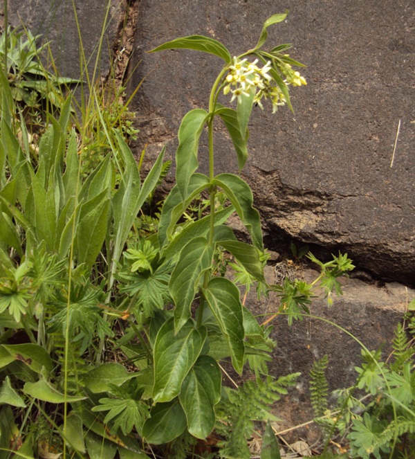 Dal Trentino - Vincetoxicum hirundinaria